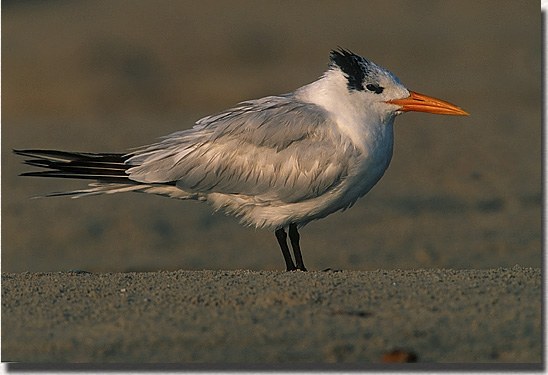 Royal Tern