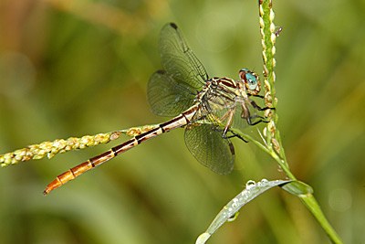Russet-tipped Clubtail