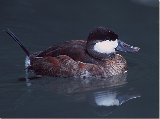 Ruddy Duck