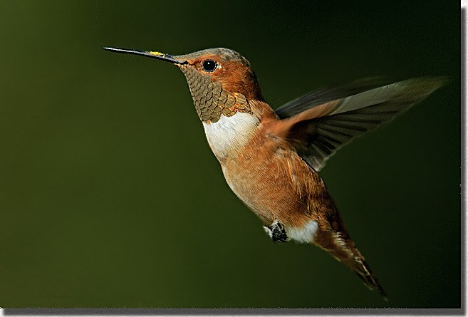 Rufous Hummingbird