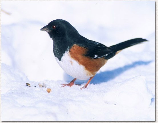 Eastern Towhee