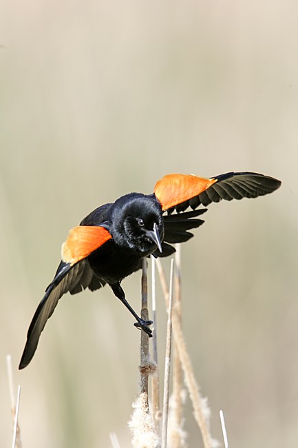 Red-winged Blackbird