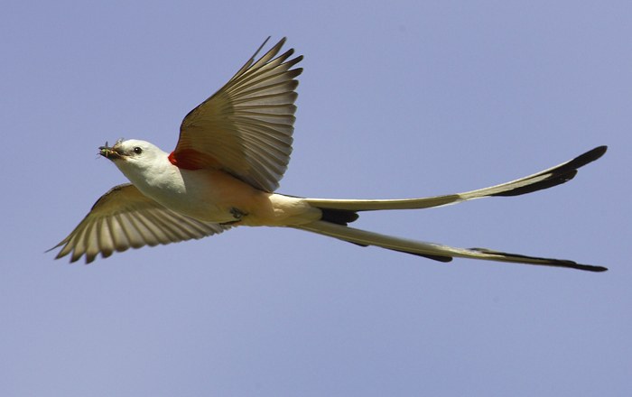 Scissor-tailed Flycatcher