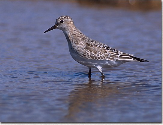 Semi-palmated Sandpiper