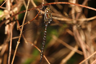 Shadow Darner