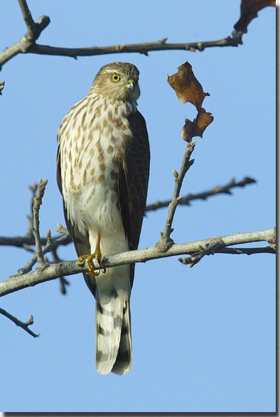 Sharp-shinned Hawk