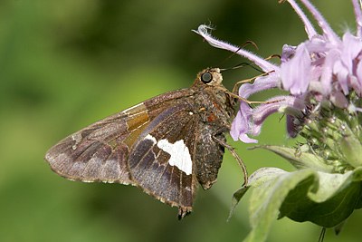 Silver-spotted Skipper