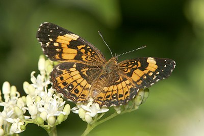 Silvery Checkerspot