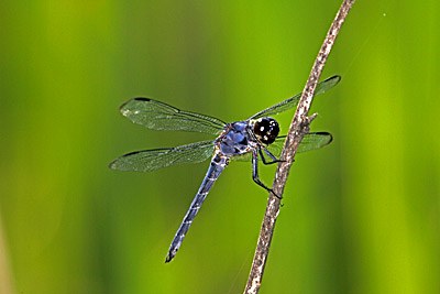 Slaty Skimmer