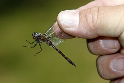 Slender Baskettail