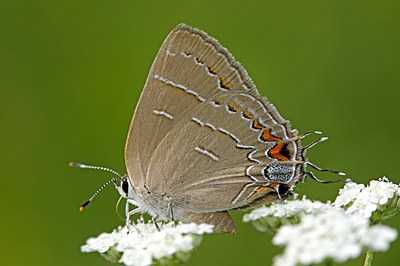 Soapberry Hairstreak