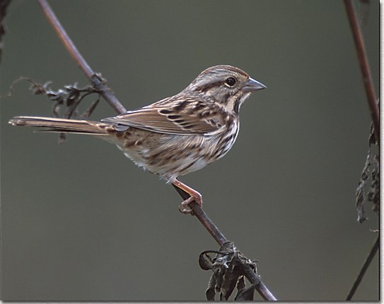 Song Sparrow