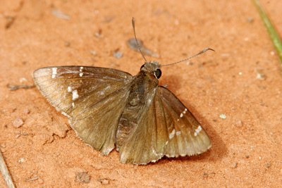 Southern Cloudywing