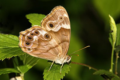 Southern Pearly Eye