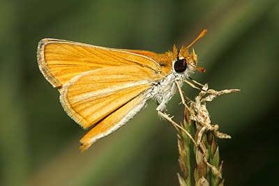 Southern Skipperling