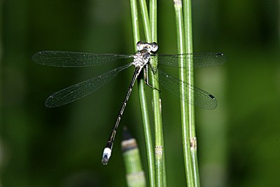 Southern Spreadwing