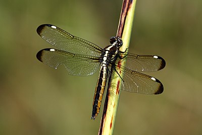 Spangled Skimmer