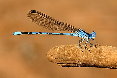 Springwater Dancer