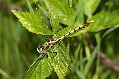 Stillwater Clubtail
