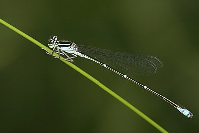 Stream Bluet