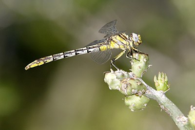 Sulphur-tipped Clubtail
