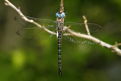 Swamp Darner