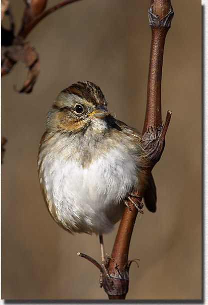 Swamp Sparrow