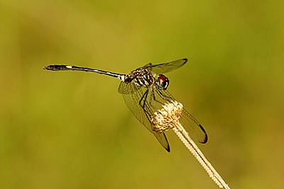 Swift Setwing