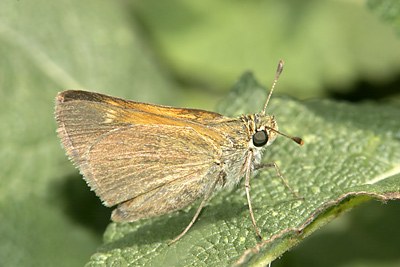 Tawny-edged Skipper