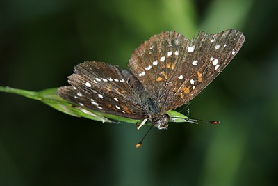 Texan Crescent