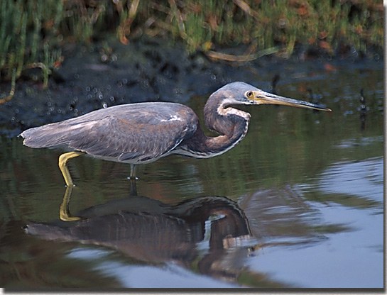 Tricolored Heron