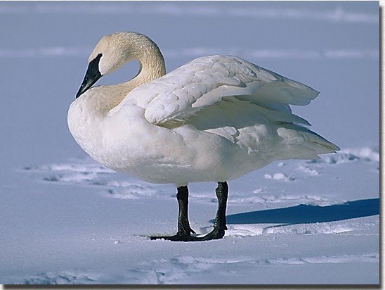 Trumpeter Swan
