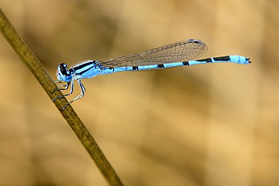 Turquoise Bluet