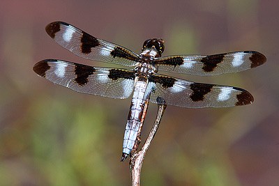 Twelve-spotted Skimmer