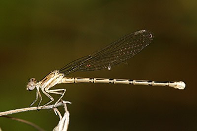 Variable Dancer
