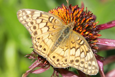 Variegated Fritillary