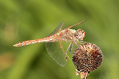 Variegated Meadowhawk