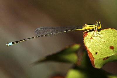 Vesper Bluet