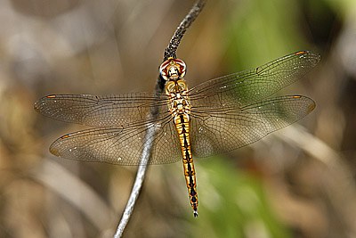 Wandering Glider