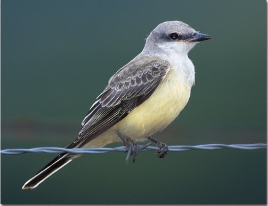 Western Kingbird