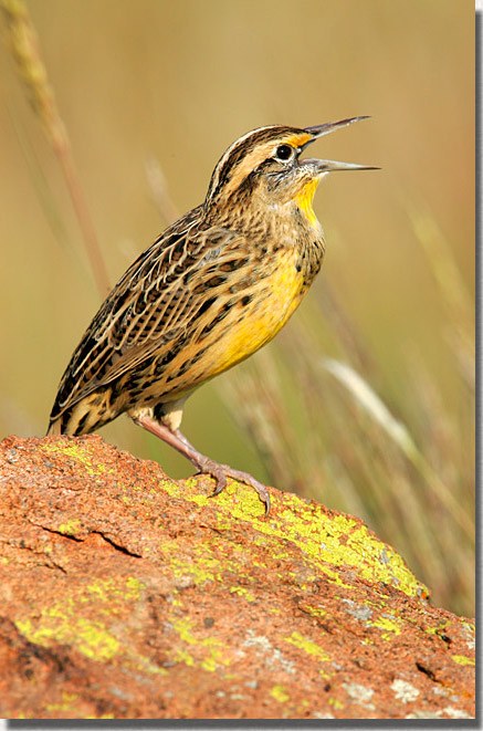 Western Meadowlark