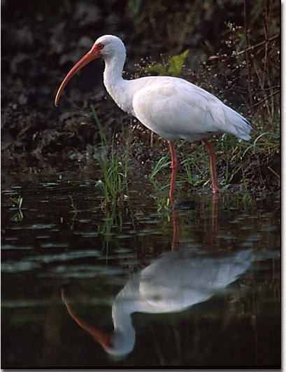 White Ibis
