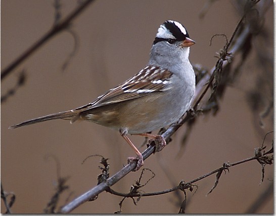 White-crowned Sparrow