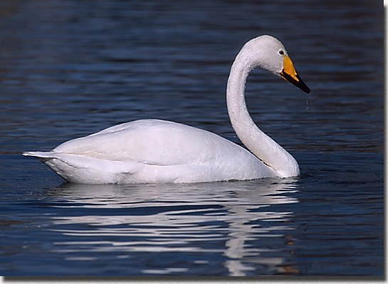 Whooper Swan