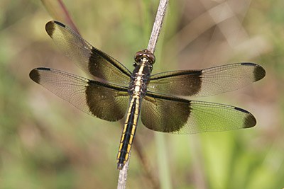 Widow Skimmer