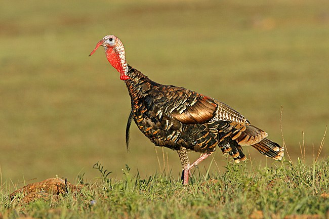 Wild Turkey