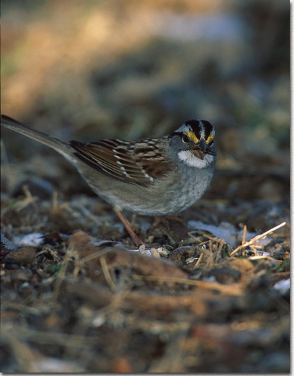 White-throated Sparrow