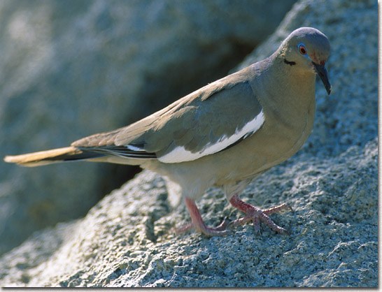 White-winged Dove