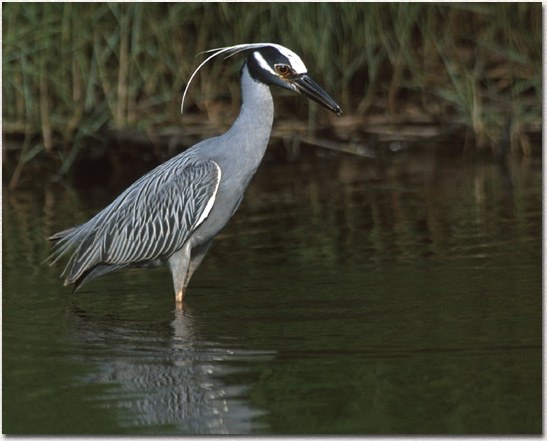 Yellow-crowned Night Heron