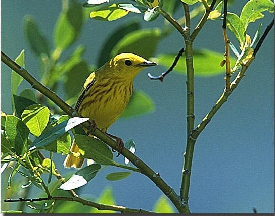 Yellow Warbler
